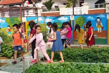Tinh khiết vườn rau sạch trong trường mầm non cho trẻ ăn an toàn