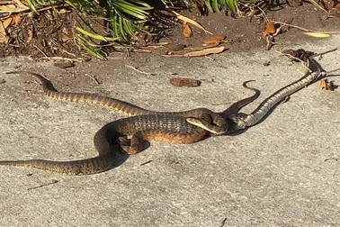 Con rắn tham ăn chén luôn đồng loại vừa nuốt một con ếch