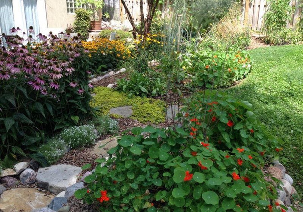 Nữ giáo viên nghỉ việc, làm vườn rau trái sạch chữa bệnh cho gia đình - 4 Nữ giáo viên nghỉ việc, làm vườn rau trái sạch chữa bệnh cho gia đình - 4