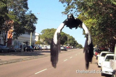 Chim ác là tấn công người đi đường