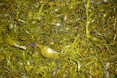 Rong biển có thể thay muối ăn