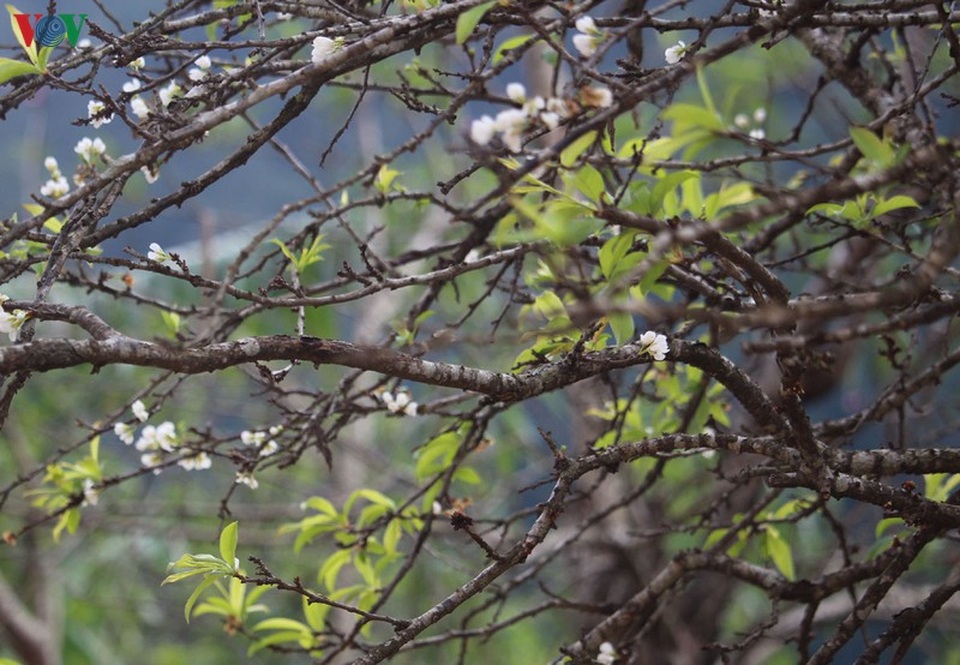 Mộc Châu đẹp ngỡ ngàng những ngày cuối năm - 6