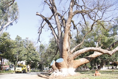 Cây di sản cao hơn 30m đang chết dần