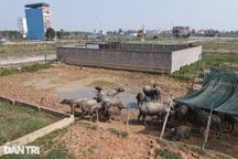 Hà Nội đề xuất được xây dựng công trình trên đất nông nghiệp