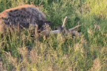 Linh dương thoát chết khỏi trăn dữ nhờ "vị cứu tinh" không ngờ