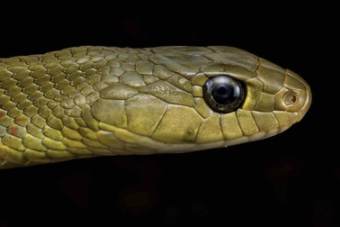 Loài rắn nước ở Việt Nam tưởng vô hại nhưng mang nọc độc chết người