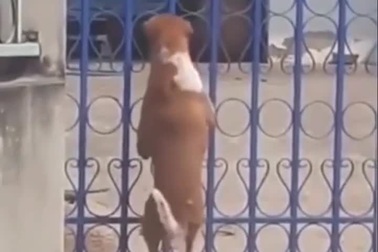 Chú chó thể hiện khả năng trèo cổng sắt đáng kinh ngạc