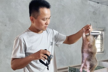 Kỹ sư 9X bỏ nghề về nuôi loài "ăn đêm ngủ ngày", mỗi năm lãi 200 triệu đồng