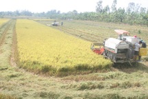 Tạm trữ lúa gạo: Chỉ là giải pháp can thiệp thị trường!