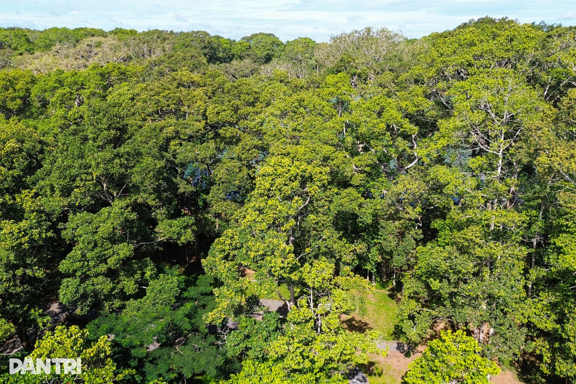 Ngắm Ao Bà Om với hàng trăm cây cổ thụ có bộ rễ hình thù độc lạ - 3