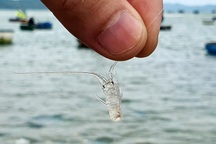 Độc đáo nghề săn tôm hùm giống "hốt" bạc triệu