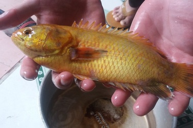 Cá rô vàng được trả giá 10 triệu giống một dạng... bạch tạng?