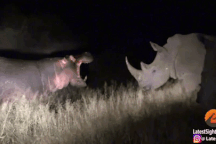 Phá vỡ giấc ngủ của tê giác, hà mã nhận bài học thích đáng