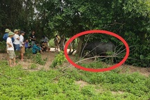 Đưa trâu đi tắm, bị trâu húc tử vong