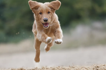 Tại sao chó mèo đột nhiên phấn khích bất thường?