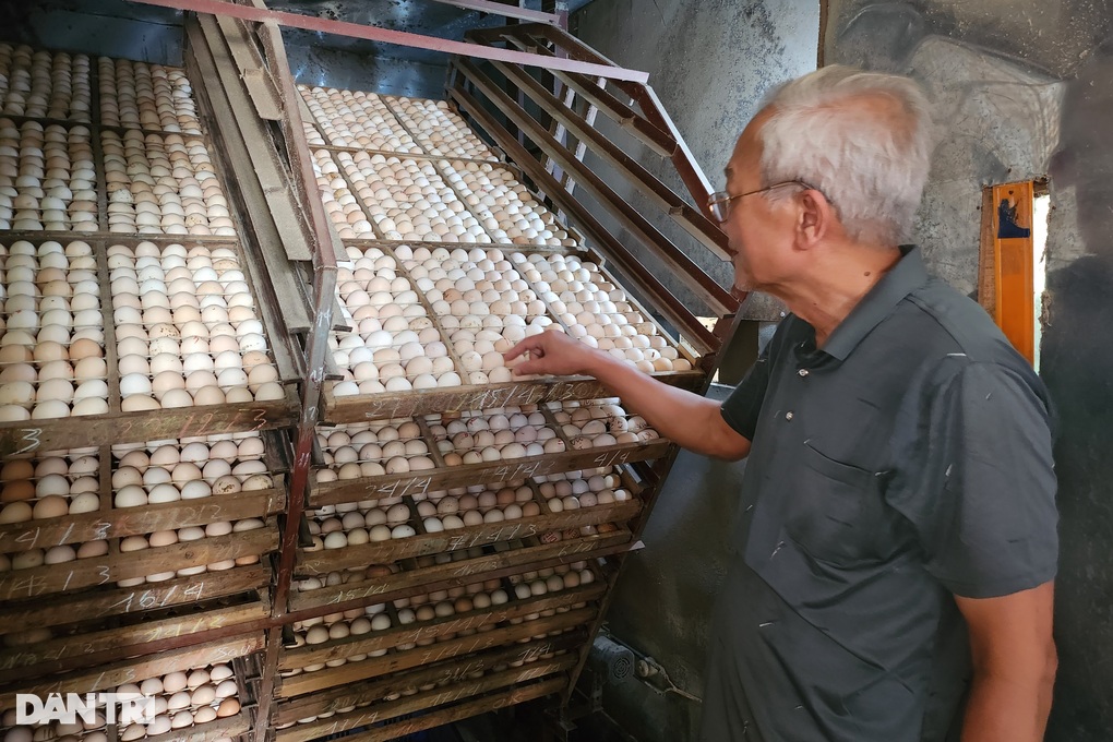 Nuôi gà chân voi, cụ ông đều đặn đếm tiền tỷ - 4 Nuôi gà chân voi, cụ ông đều đặn đếm tiền tỷ - 4
