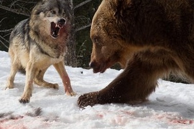 Cuộc chiến đẫm máu giữa gấu xám và đàn sói để tranh giành bữa ăn