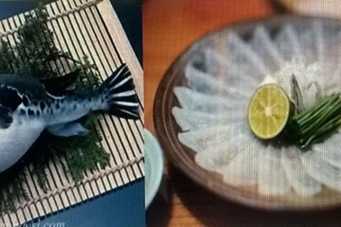 Cá nóc: Vì sao có độc nhưng vẫn được ưa chuộng?