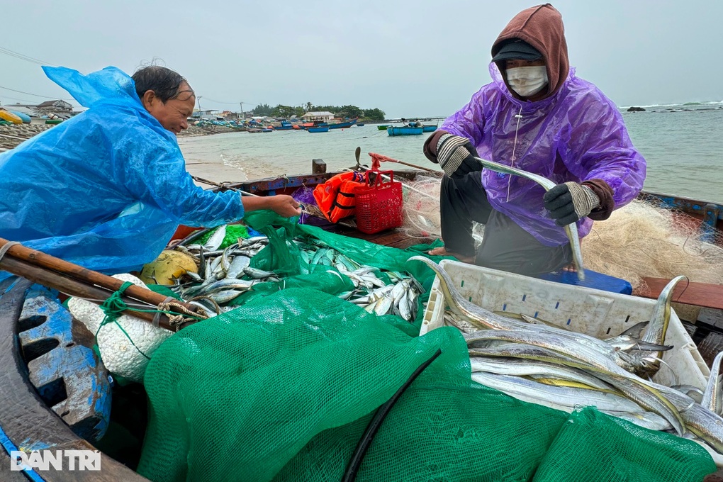 Cá vào bờ dày đặc, ngư dân bất chấp nguy hiểm lao ra biển trước bão - 2