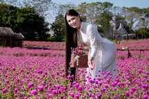 Ngắm tà áo dài khoe sắc trên cánh đồng hoa cúc bách nhật hồng tím độc đáo