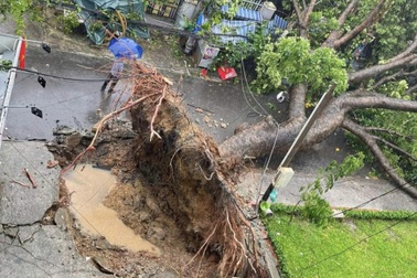 Nhiều cây cổ thụ bật gốc đổ xuống đường trong cơn mưa lớn ở TPHCM