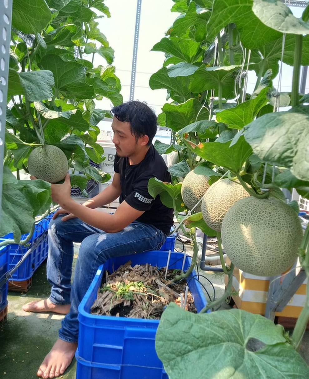 Những vườn trái cây sai trĩu trên sân thượng, gia chủ thu hoạch mỏi tay - 11 Những vườn trái cây sai trĩu trên sân thượng, gia chủ thu hoạch mỏi tay - 11
