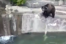 Say xỉn, trèo vào sở thú đánh nhau với... gấu