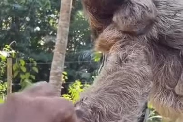 Lười mẹ đưa tay như thể cảm ơn người đã giúp đỡ con mình