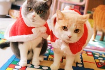 Chủ nhân rút hầu bao, chi đậm sắm đồ Noel cho thú cưng