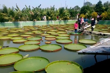 Những lá sen khổng lồ “cõng” được cả người “gây sốt” tại Đồng Tháp