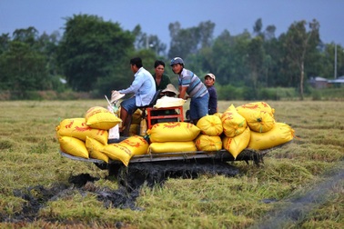 Bán gạo giá cao cho Mỹ, châu Âu, nông dân làm chủ những cánh đồng triệu đô