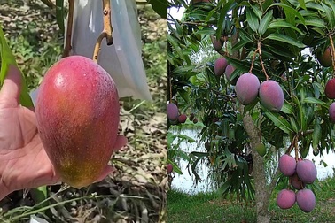 Thu hái xoài Miyazaki