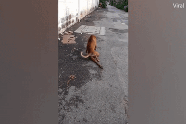 Chó giả què trên đường phố để xin ăn