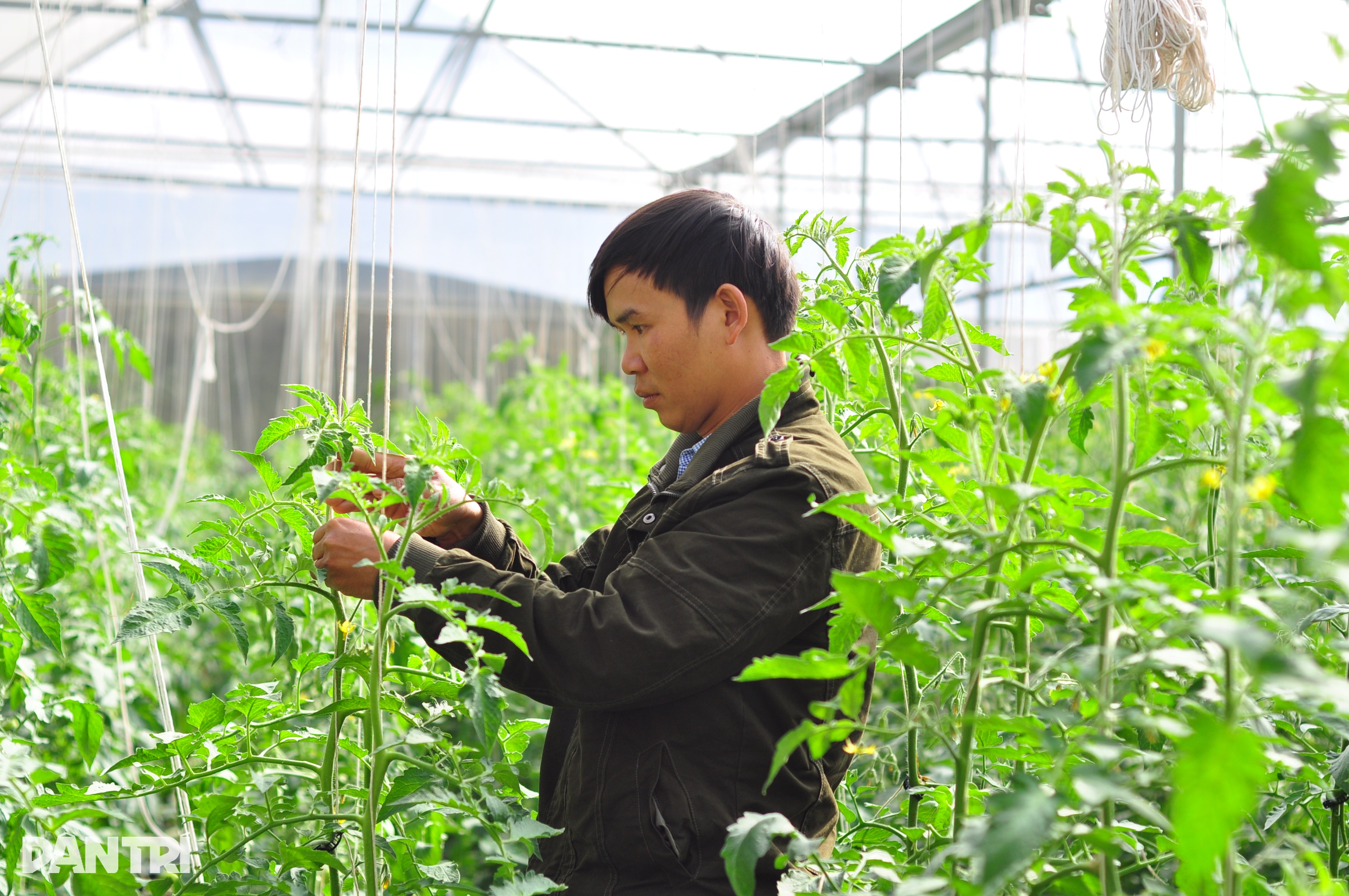 ایک مزدور سے لے کر سبزیوں کے باغ کے مالک تک، جو ہر سال نصف بلین ڈونگ سے زیادہ کماتا ہے - 1 Từ người làm thuê trở thành ông chủ vườn rau, thu hơn nửa tỷ đồng mỗi năm - 1