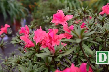 Đỗ quyên bonsai gần tỷ đồng chưng Tết ở Hà Nội