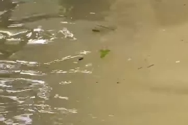 Chủ xe "khóc ròng" khi ô tô bị ngâm nước trong trận lụt lịch sử tại Huế