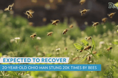 Nam thanh niên hôn mê phải thở máy vì bị đàn ong sát thủ 20.000 con đốt