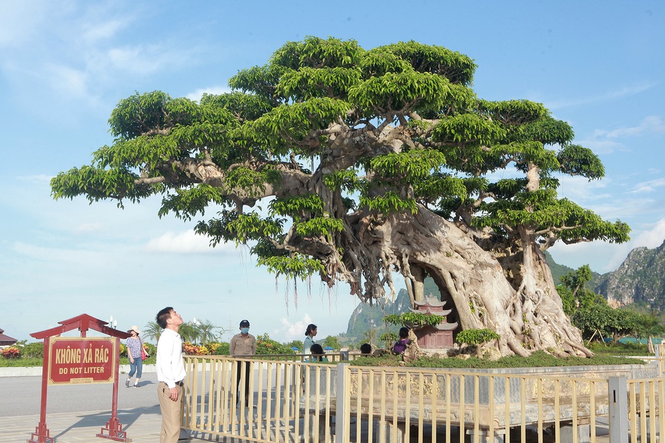 Cây sanh khủng khiến ông chủ thầu xây ngôi chùa lớn nhất thế giới mê mẩn - 3 Cây sanh khủng khiến ông chủ thầu xây ngôi chùa lớn nhất thế giới mê mẩn - 3