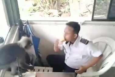 Nhân viên bảo vệ bị khỉ xông vào cướp đồ ăn