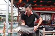 8X ở Cần Thơ đánh liều nuôi cá đặc sản sông Mekong và cái kết bất ngờ