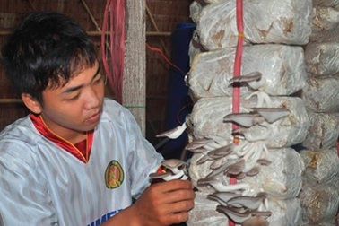 Trồng nấm bào ngư thu nhập trăm triệu