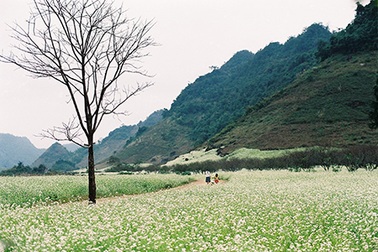 Mộc Châu mùa hoa cải trắng