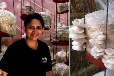 Quyết định nghỉ việc, người phụ nữ trồng nấm sạch kiếm hơn 30 triệu/tháng