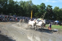 Gần 30.000 người "đốt nóng" lễ hội đua bò Bảy Núi