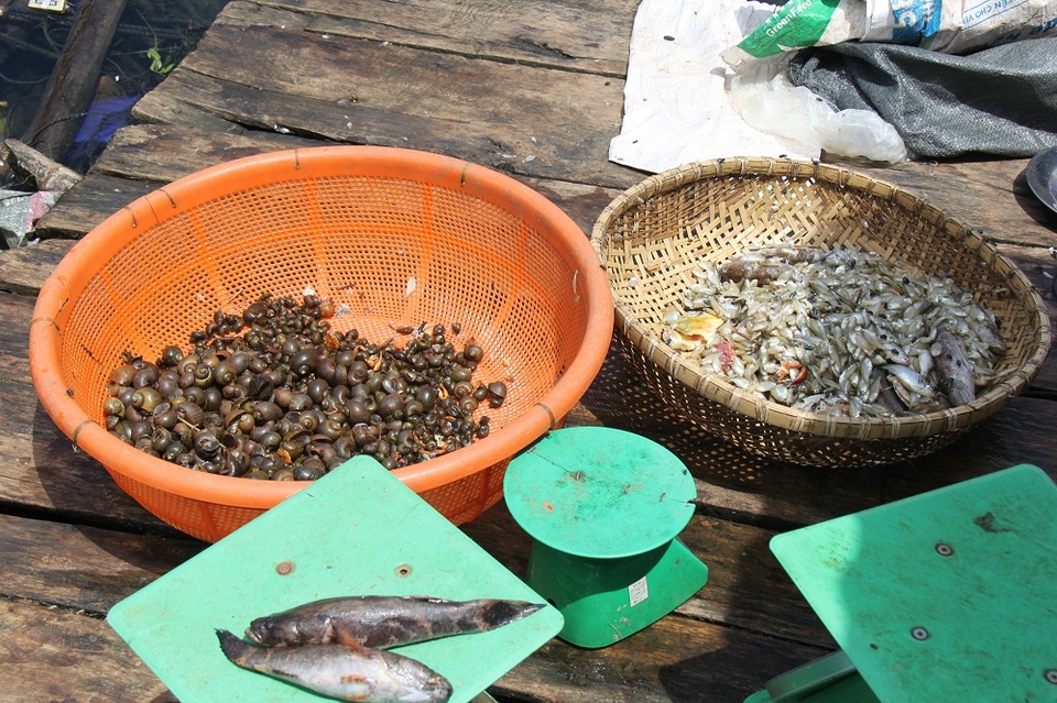 Lên Tây Nguyên xem lão ngư nuôi cá đặc sản tiến vua, thu 500 triệu đồng/năm - 3 Lên Tây Nguyên xem lão ngư nuôi cá đặc sản tiến vua, thu 500 triệu đồng/năm - 3