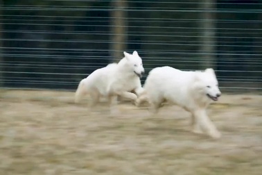 2 cá thể sói khổng lồ đang được chăm sóc đặc biệt sau khi được chào đời