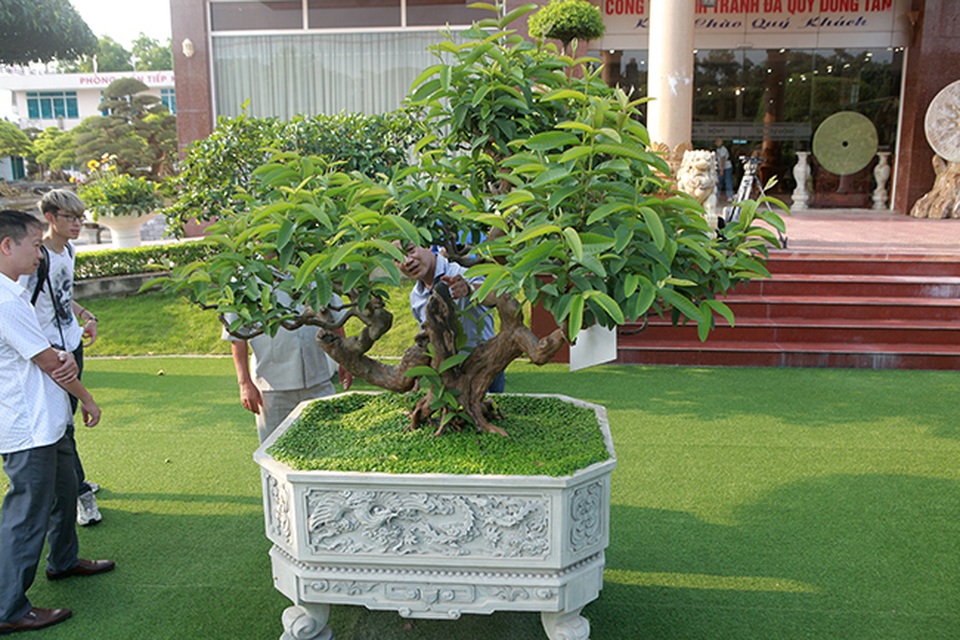 Siêu phẩm ổi có u cục kỳ quái, trả tiền tỷ vẫn không bán - 14 Siêu phẩm ổi có u cục kỳ quái, trả tiền tỷ vẫn không bán - 14