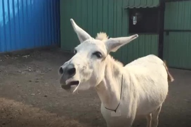 Chú lừa “biết hát” gây bão trên mạng xã hội