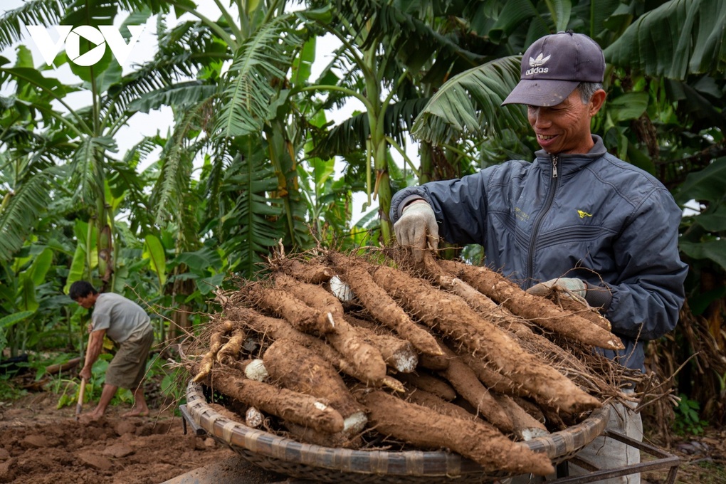 Hà Nội: Cực nhọc đào loại củ trồng vạ vật cũng ra tiền ở bãi giữa sông Hồng - 8 Hà Nội: Cực nhọc đào loại củ trồng vạ vật cũng ra tiền ở bãi giữa sông Hồng - 8