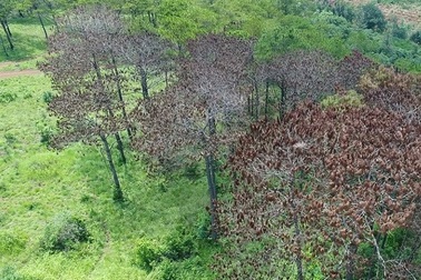 Thanh tra toàn diện công tác quản lý đất, rừng dọc “dải lụa Tây Nguyên”